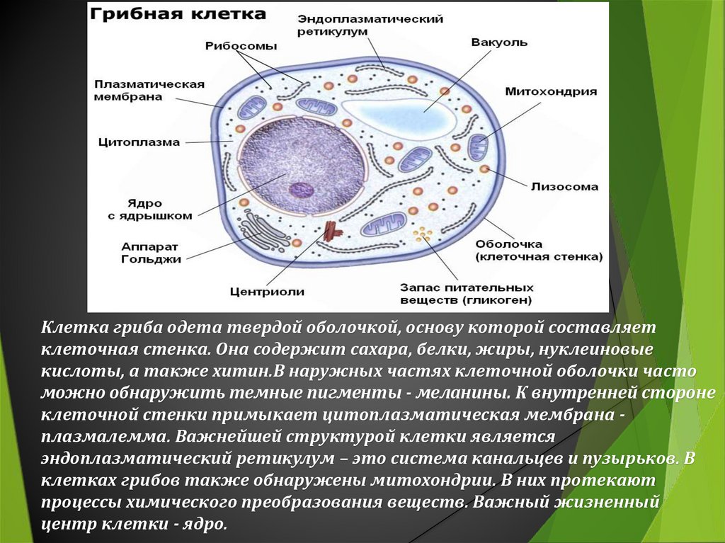 Клеточная стенка клетки особенности строения. Грибная клетка хитин. Плазмалемма грибной клетки. Мембрана грибной клетки строение. Хитин в клетках грибов.