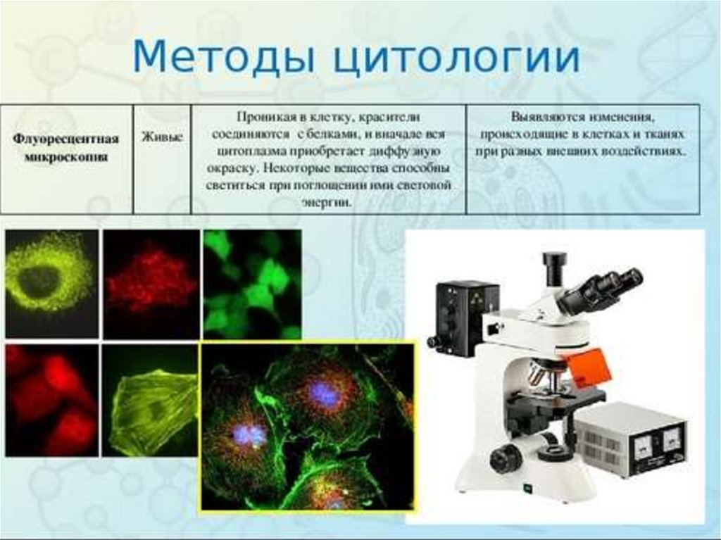 Какие методы исследования представлены на рисунках. Цитологии методы исследования цитологии. Методы цитологии 1) микроскопия. Световая микроскопия метод цитологии. Флуоресцентные красители для микроскопии.