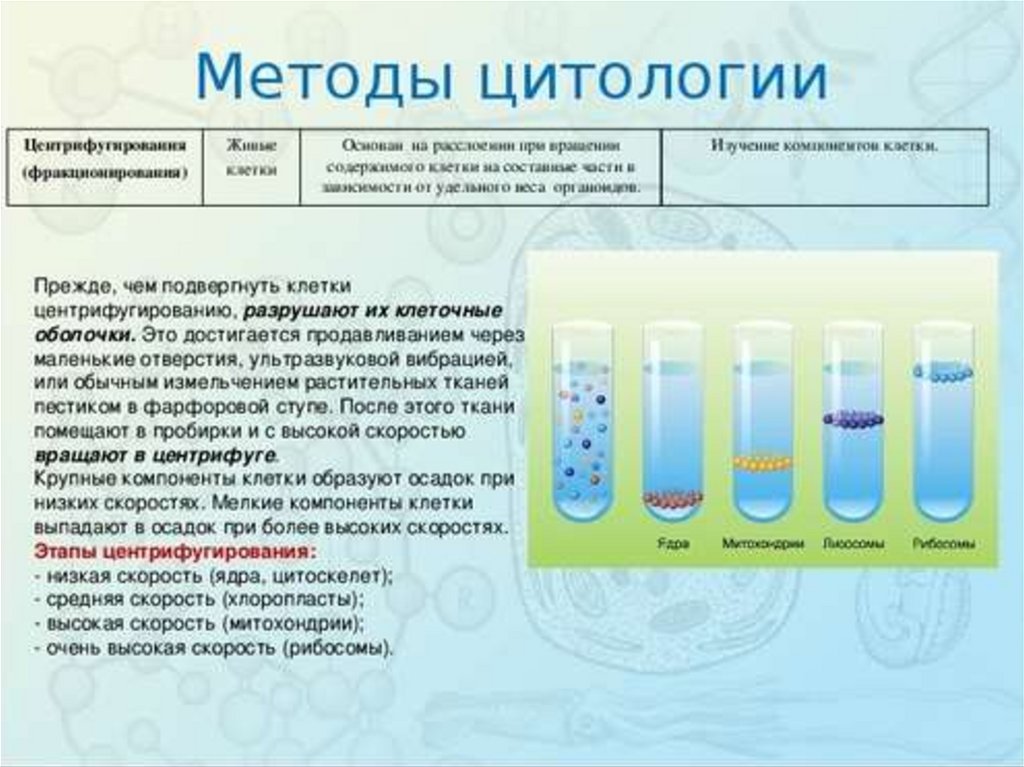 Изучение методов клеточной биологии. Методы изучения цитологии в биологии 10 класс. Метод исследования клетки центрифугирование. Метода изучения клетки центрифугирование. Метод центрифугирования клеток эукариот.