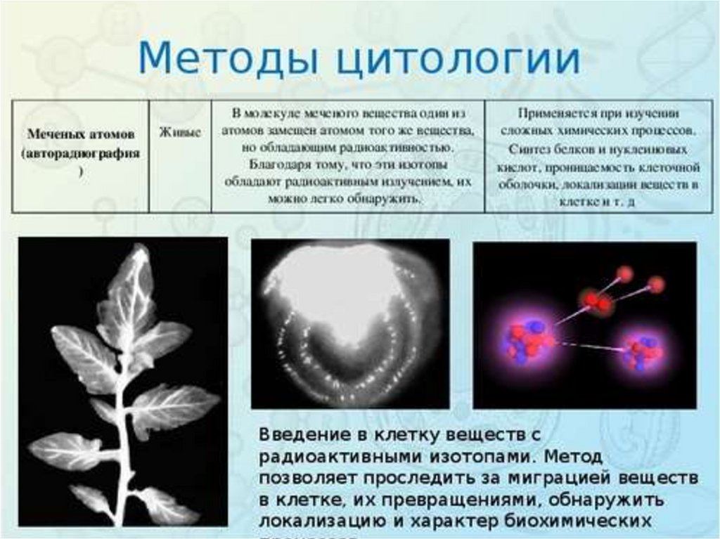 Методы цитологии. Метод меченых атомов в цитологии. Методы цитологии клеточная теория 10 класс таблица. Методы цитологии клеточная теория 10 класс. Метод изучения клетки метод меченых атомов.