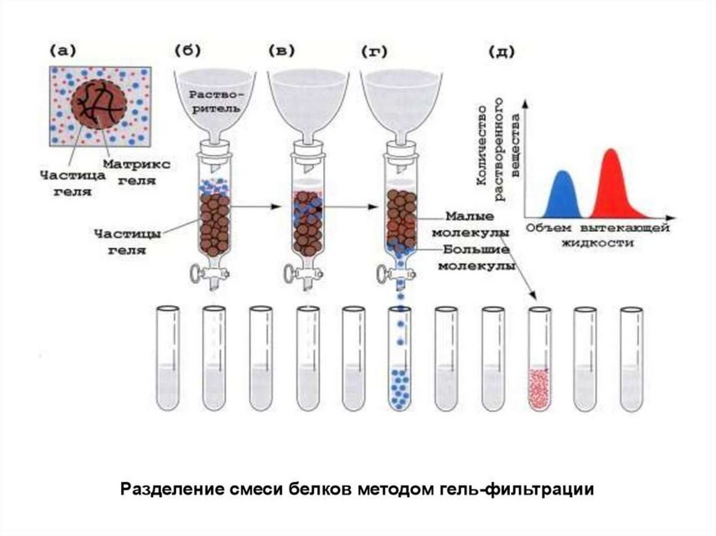 Молекулярная смесь. Разделение белков методом гель-фильтрации. Гель-фильтрация хроматография белков. Схема разделения методом гель-хроматографии. Процедура гель фильтрации хроматографии.