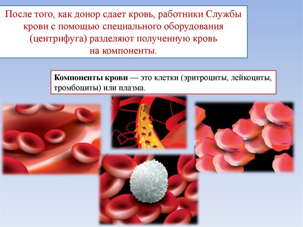 Почему рыгаешь кровью. После сдачи крови эритроциты. Донорство эритроцитов.