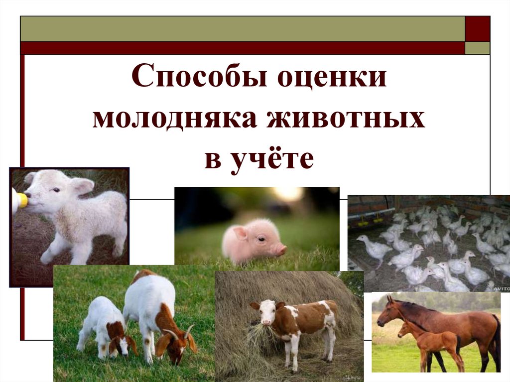 Болезни молодняка животных презентация
