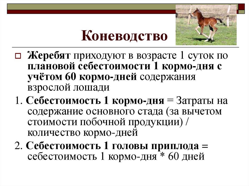 Коневодство