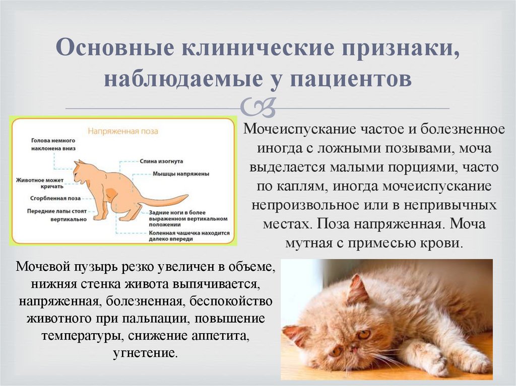 У каких котов мочекаменная болезнь. Болезни у котов симптомы. Симптомы мочекаменной болезни у котов и кошек.
