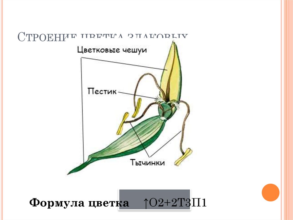 Цветок злаковых строение рисунок