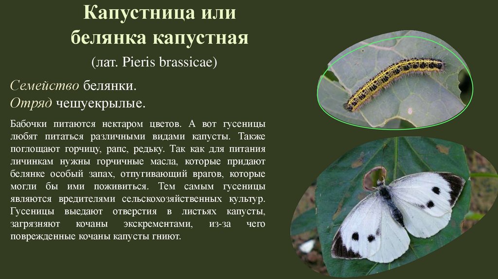 Бабочка капустная белянка имеет мучнисто