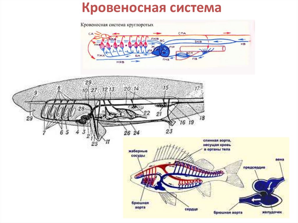 Сердце двоякодышащих рыб