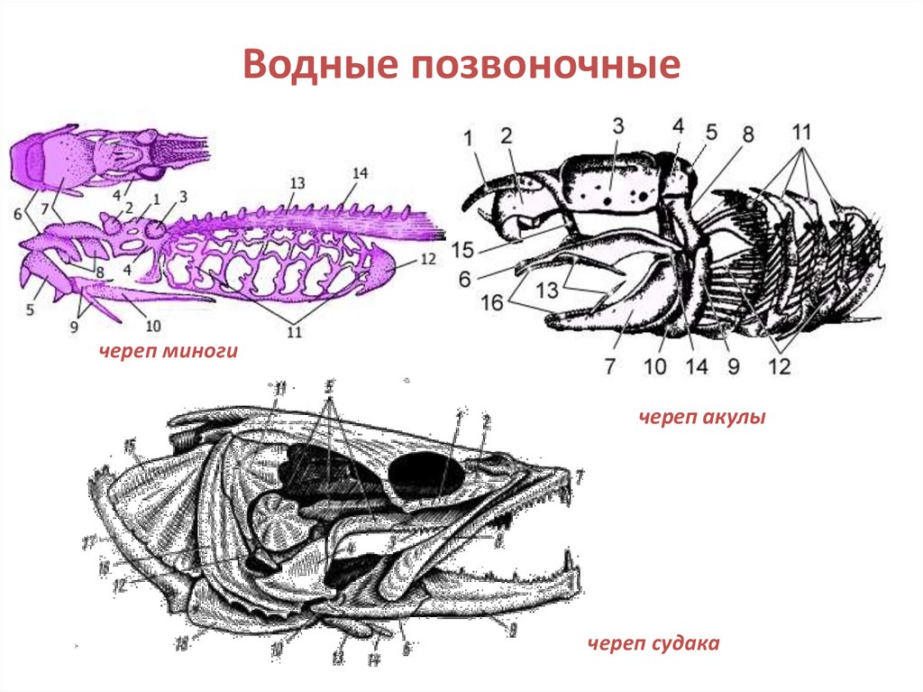 Спинной хрящ осетровых рыб используемый обычно как начинка для пирога