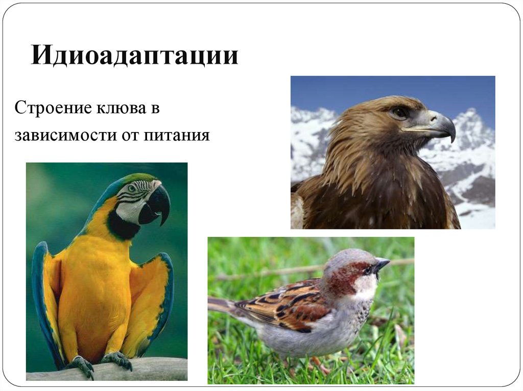 Идиоадаптации у птиц примеры. Идиоадаптация птиц. Идиоадаптация клюва. Идиоадаптация примеры у животных. Идиоадаптация клюва у птиц.