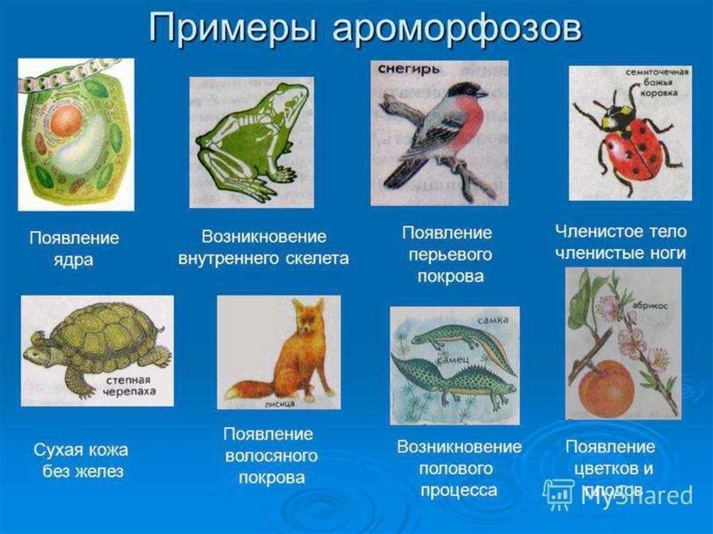 Внутренний скелет представители. Ароморфоз примеры. Примеры ароморфоза в биологии. Ароморфоз примеры у животных. Алломорфоз примеры.