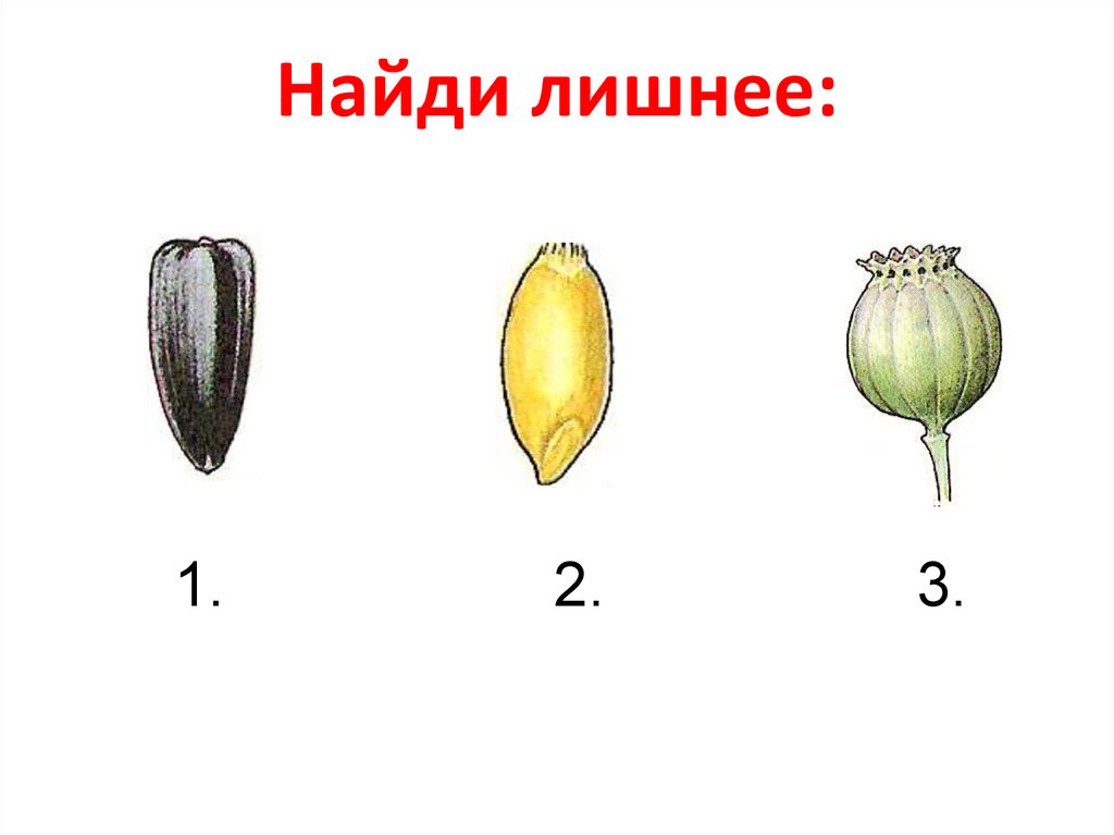 Вид размножения плода. Однолистовка плод. Баклажан Тип плода. Семенное размножение. Семенное размножение плодовых культур.