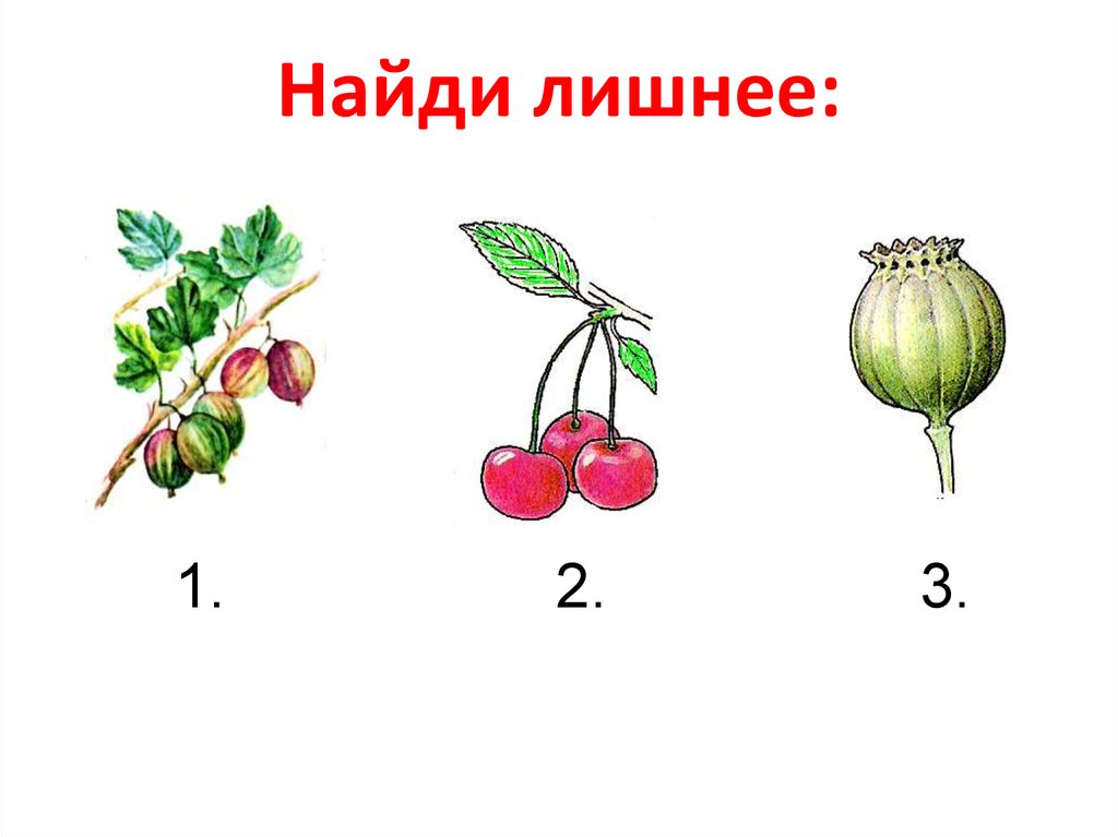 Вид размножения плода. Плод ягода схема. Размножение плодами. Плод картинка для презентации. Биологическое значение плода.