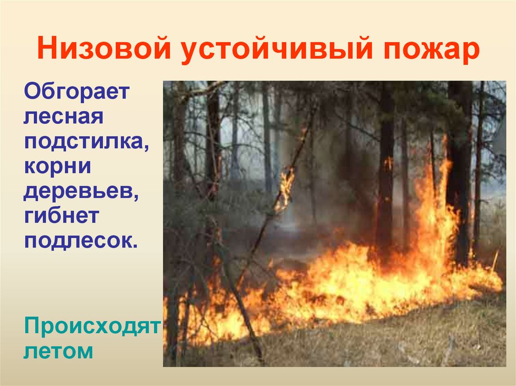 Лесной пожар 3 класс. Устойчивый низовой Лесной пожар. Низовой Лесной пожар опасность. Беглый низовой пожар. Лесные и торфяные пожары.