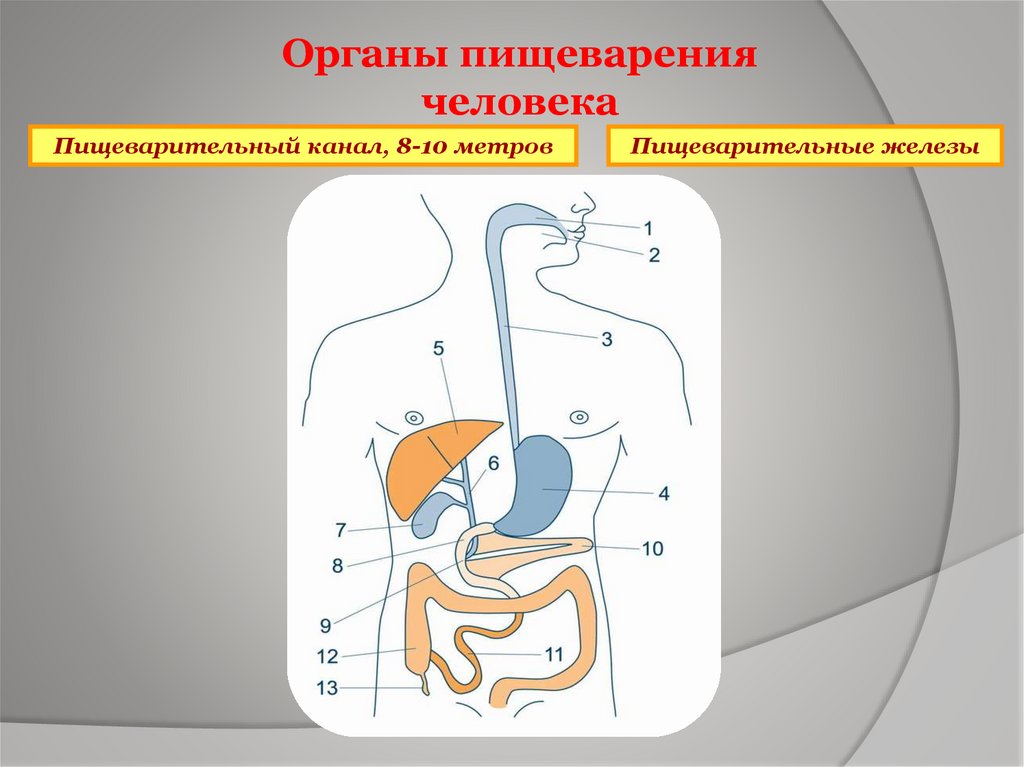 Кишечные каналы