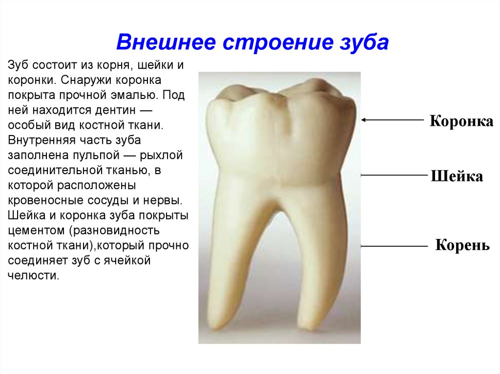 6 признаки зубов