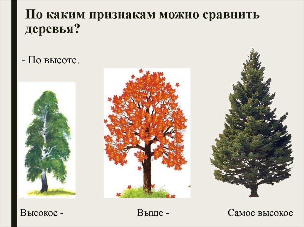 По каким признакам можно узнать. Сравнение деревьев. Сравниваем деревья. По каким признакам сравнивать деревья. Какие деревья можно сравнить.