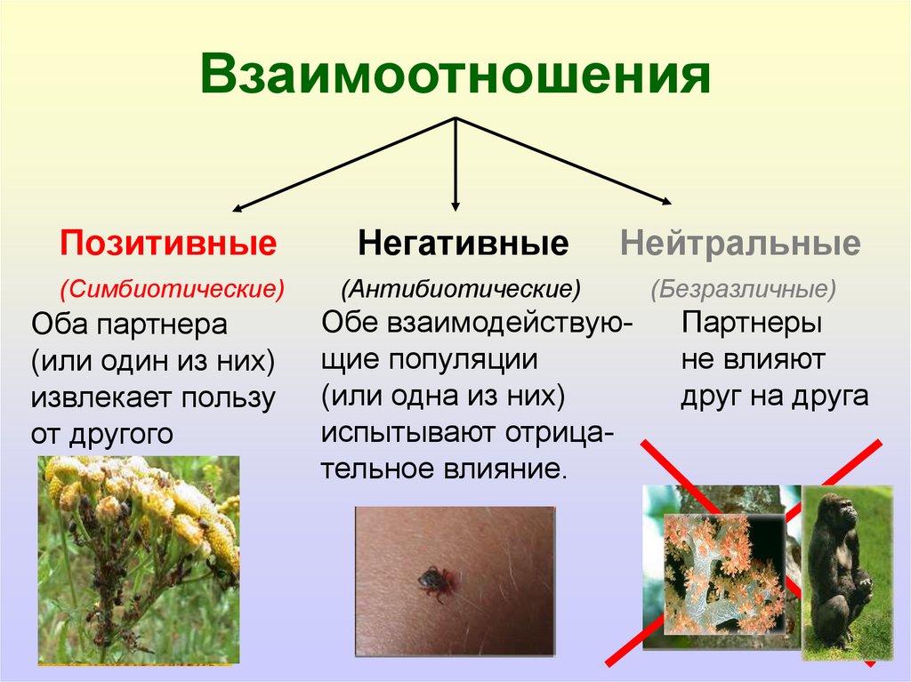 Негативные взаимоотношения организмов презентация