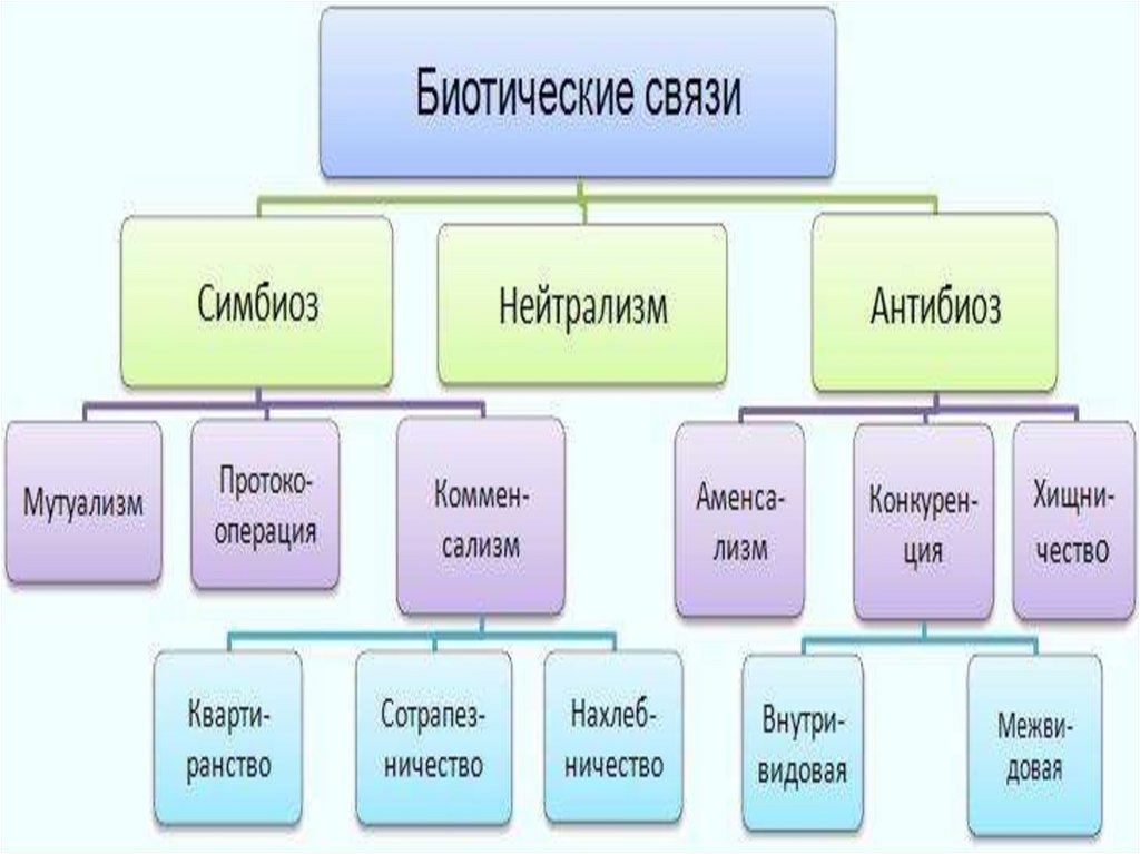 Взаимодействие между видами. Типы биотических связей в природе. Биотические связи схема. Классификация биотических взаимоотношений. Виды симбиоза.