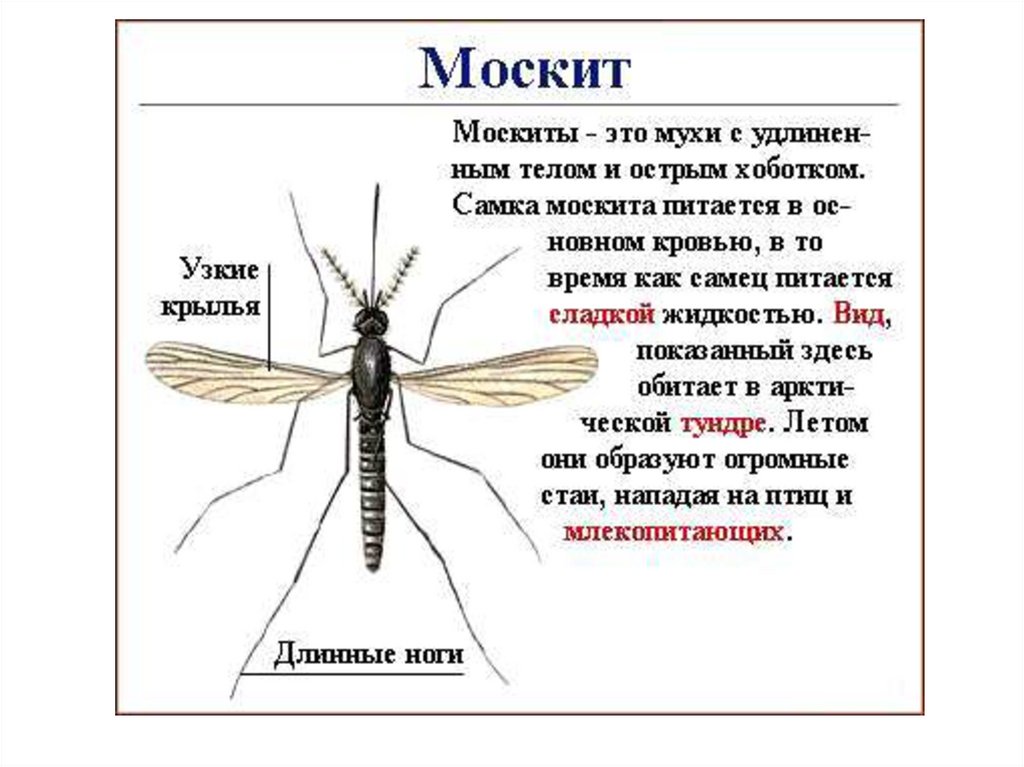 Комар схема слова