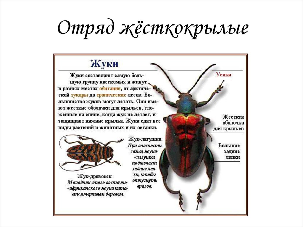 Особенности групп насекомые. Отряд жесткокрылые строение. Жесткокрылые жуки. Характеристика отряда жесткокрылые жуки. Представители жесткокрылых Жуков.