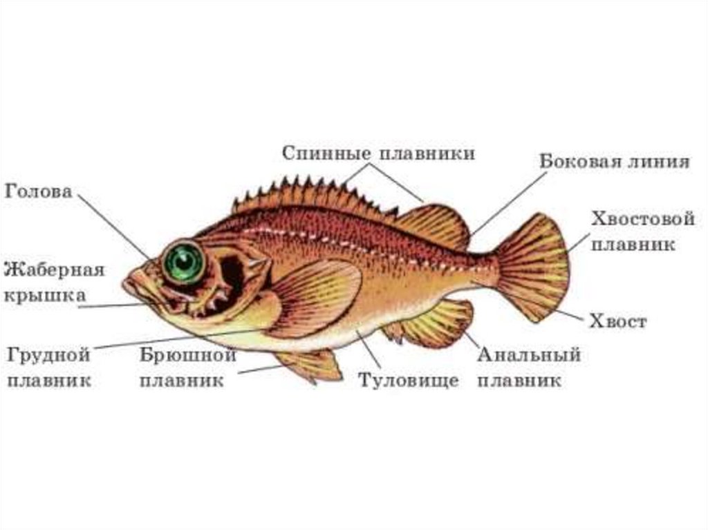 Тест по теме рыбы биология 7 класс. Строение рыбы. Рыбы (биология). Надкласс рыбы. Части тела рыбы.