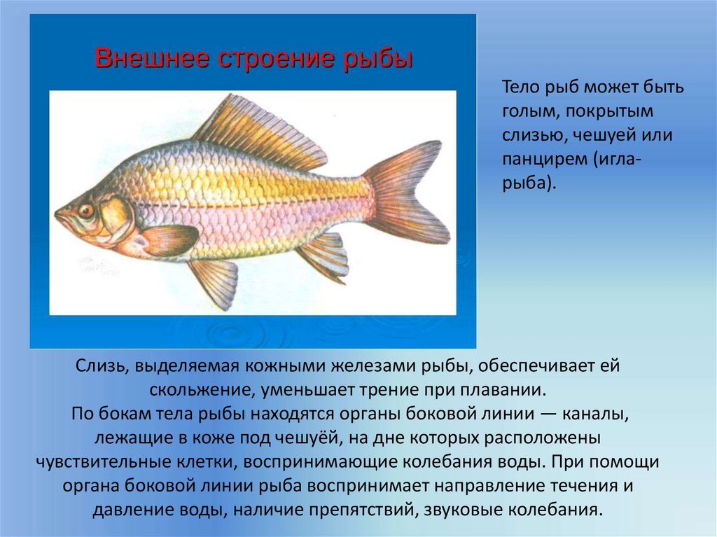 Основные функции рыбы. Внешнее строение рыб органы чувств. Боковая линия орган чувств у рыб. Функция органов чувств системы у рыб. Плавники являются органом чувств у рыб.