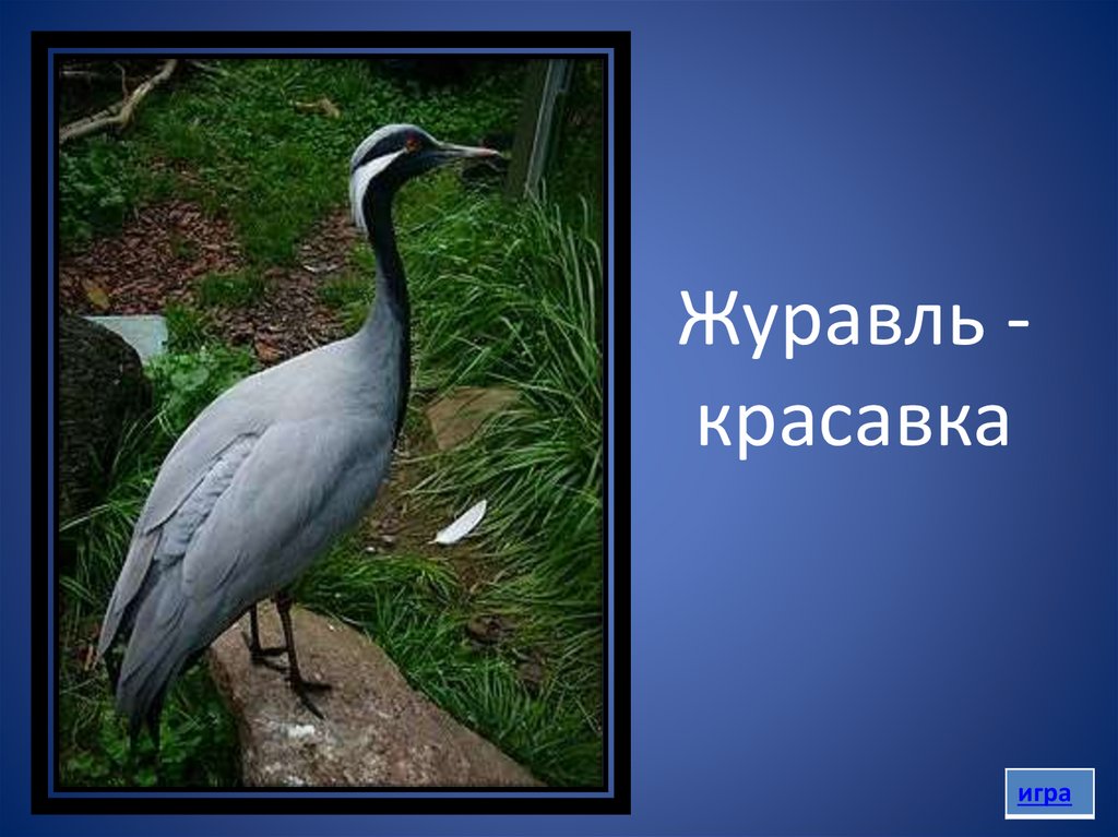 Журавль - красавка