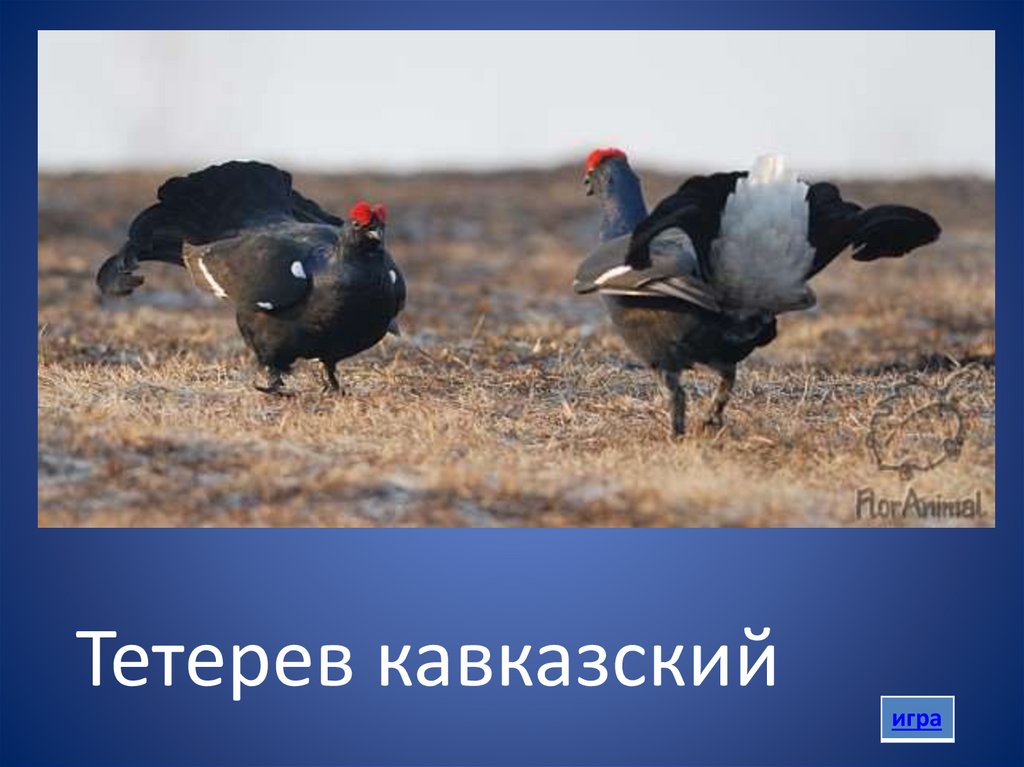 Тетерев кавказский