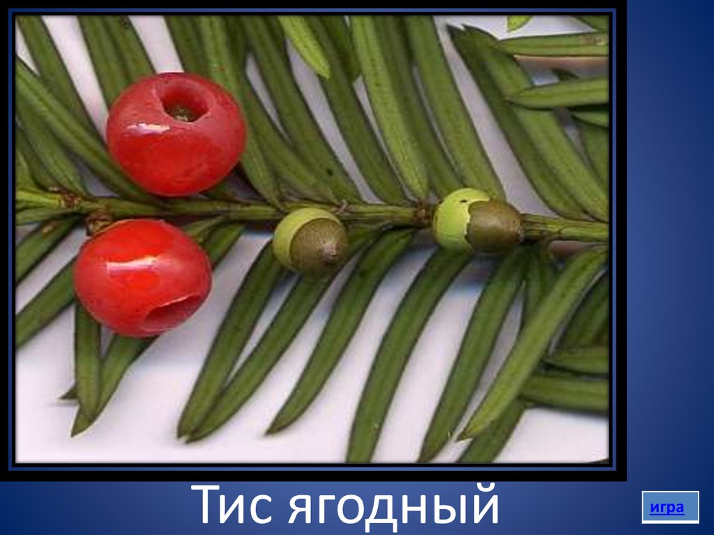 Тис ягодный