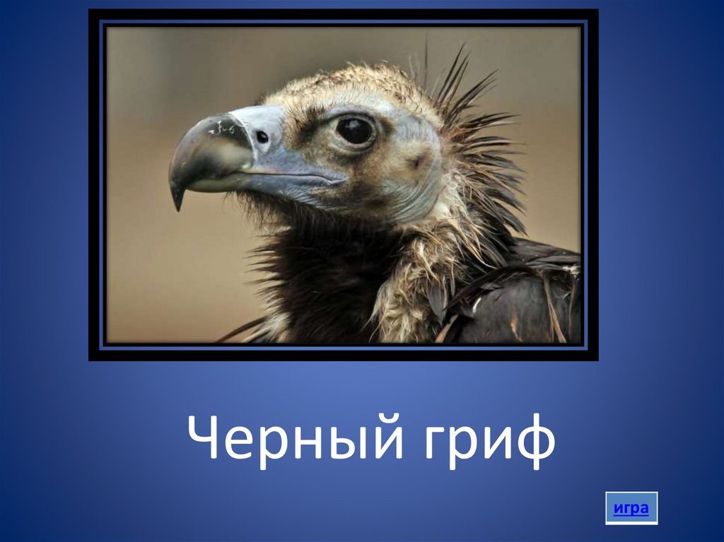 Черный гриф