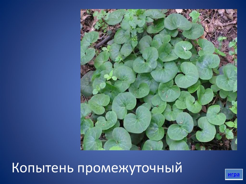 Копытень промежуточный