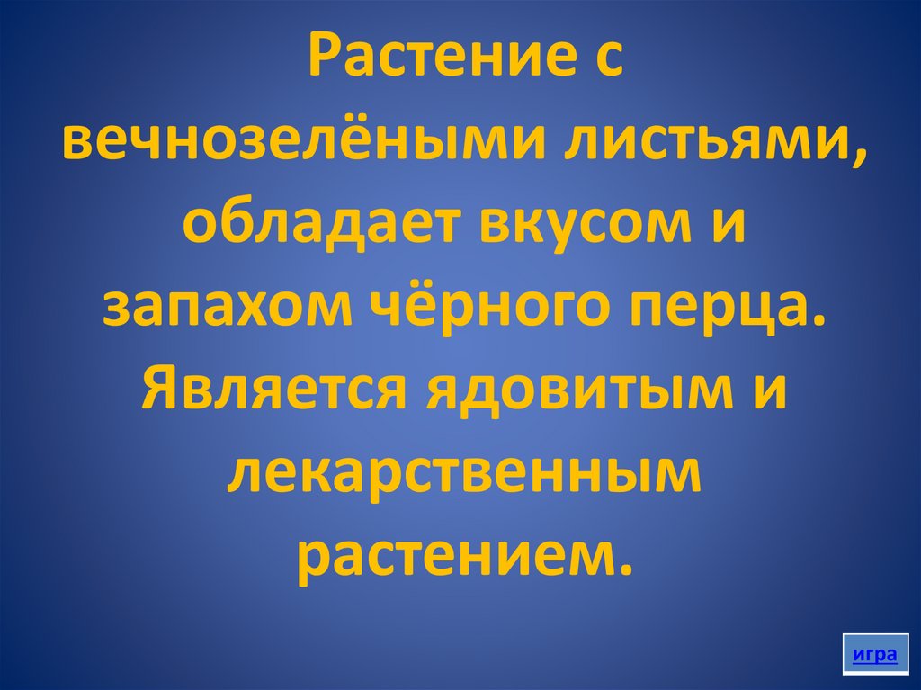 Растение с вечнозелёными листьями, обладает вкусом и запахом чёрного перца. Является ядовитым и лекарственным растением.