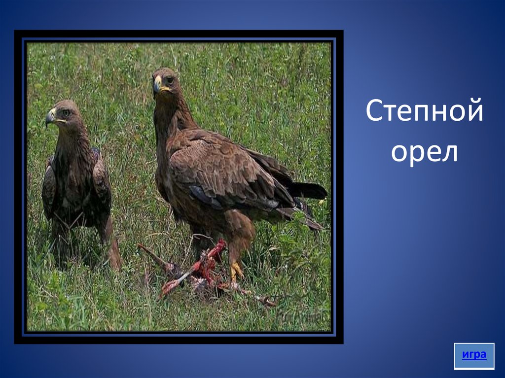 Степной орел