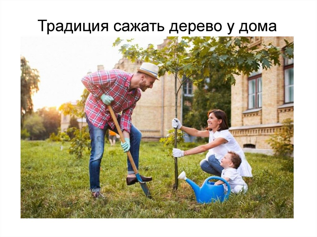 Традиция сажать дерево у дома