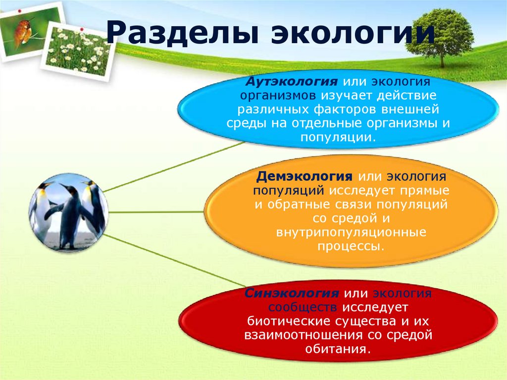 Факторы среды 11 класс презентация. Разделы экологии. Экологические факторы. Основные разделы экологии. Дисциплины экологии.