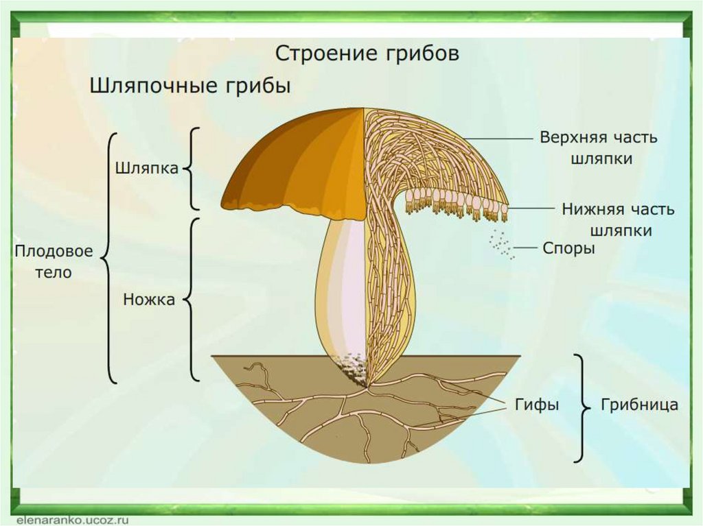 Схема процесса возникновения грибов на земле