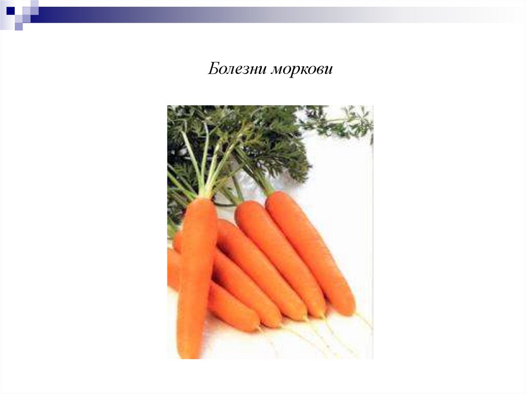 Заболевание овощей и фруктов. Наличие и вид заболевания моркови. Болезни моркови фото описание.