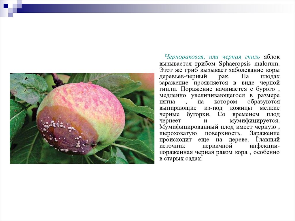 Заболевание овощей и фруктов. Гриб паразит черная гниль. Sphaeropsis Malorum. Микробиологические вредители плодов и овощей.