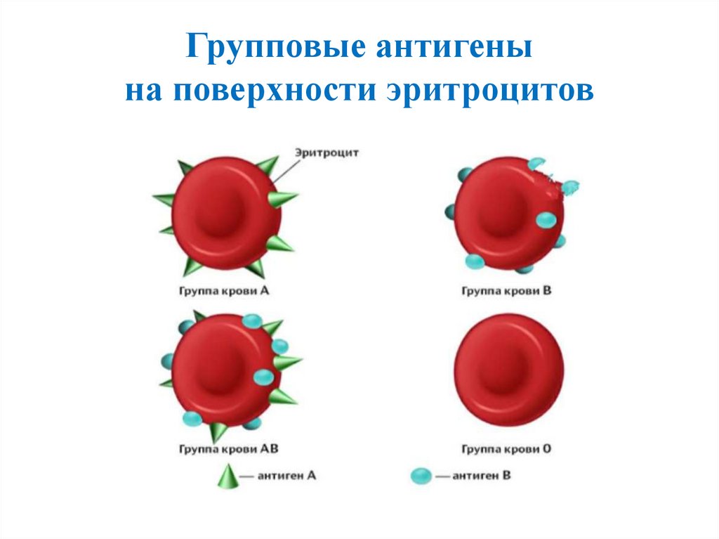 Антигены эритроцитов c c e e