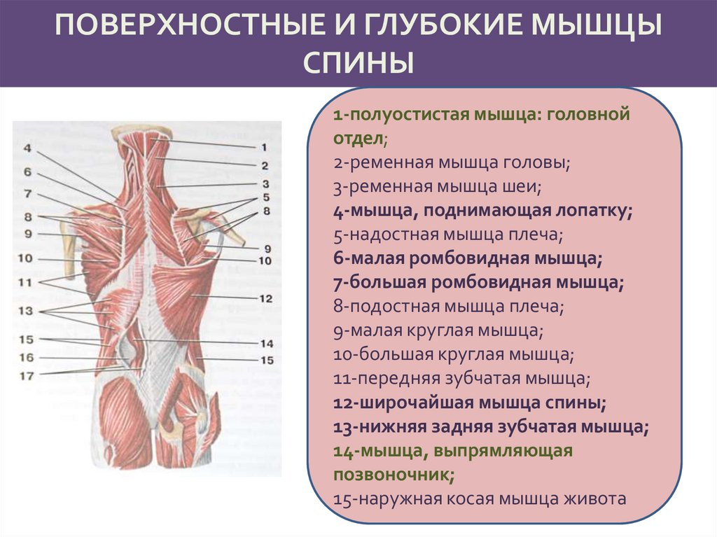 Анатомия и физиология опорно двигательного аппарата презентация