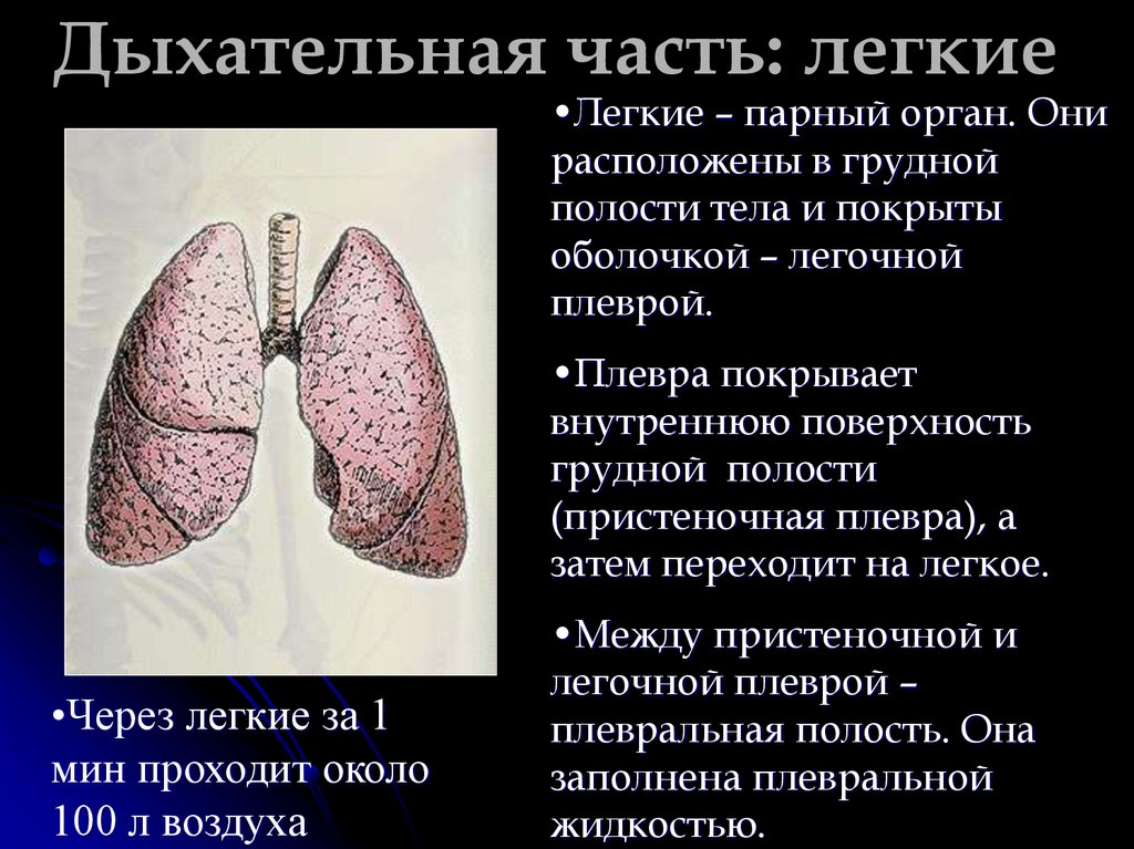 Оболочка легких 6. Лёгкие покрыты оболочкой легочной плеврой. Органы дыхания легкие. Лёгкие плевра органы дыхания. Части плевры легких.