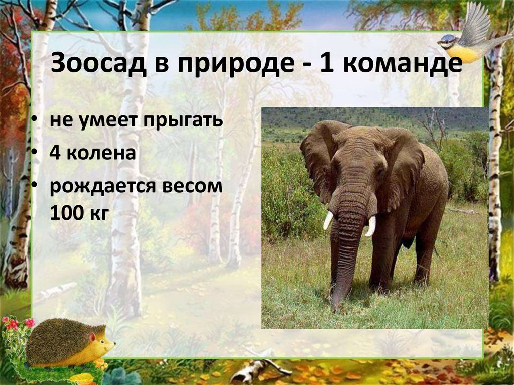 Зоосад в природе - 1 команде