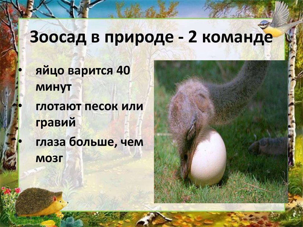 Зоосад в природе - 2 команде