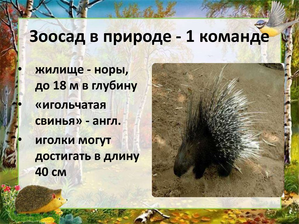 Зоосад в природе - 1 команде