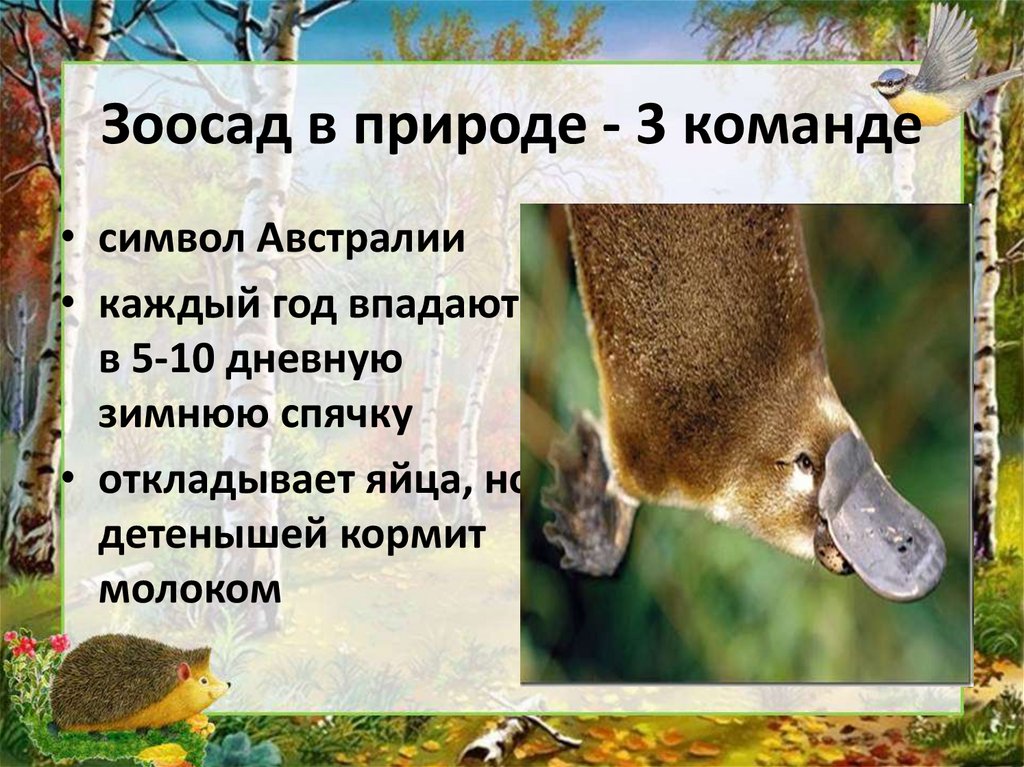 Зоосад в природе - 3 команде