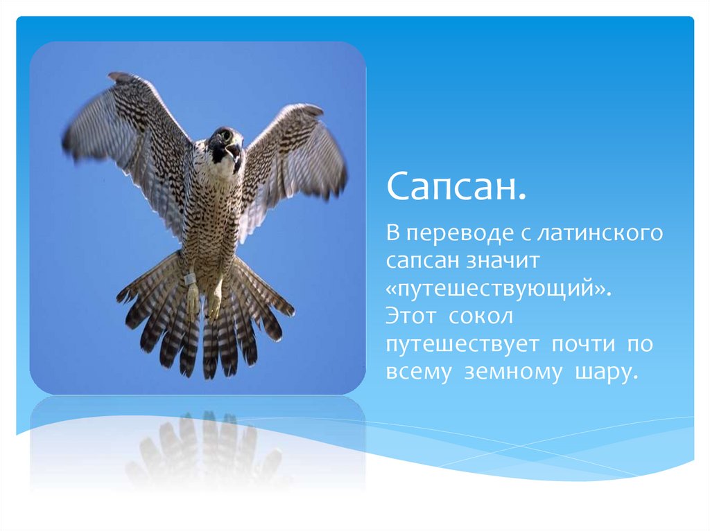 Сапсан именинникам. Сокол Сапсан. Информация о птице Сапсан. Загадки про Сапсана. Сокол-Сапсан красная книга.