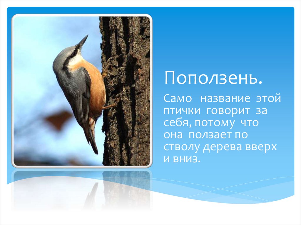 Почему такое название. Поползень. Обыкновенный поползень описание. Поползень кратко. Поползень фото и описание.