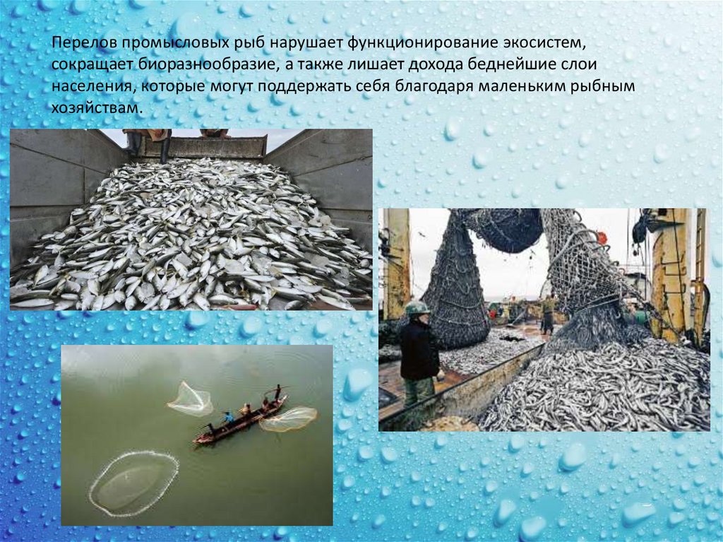 Сохранение морских ресурсов. Сохранение морских экосистем презентация. морские экосистемы презентация. цель 14 сохранение морских экосистем. статистика урона по морским экосистемам.
