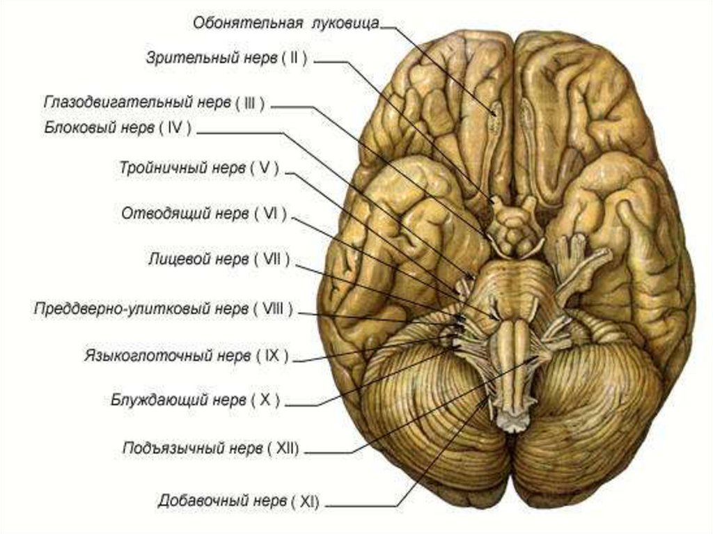 Расположение черепных нервов. Черепно мозговые нервы на мозге. Выход 12 пар черепных нервов. 12 Пар черепно мозговых нервов анатомия. ЧМН 12 пар ядра.